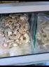 1號會員店白蝦仁0添加保水劑31-40只/磅無冰去蝦線凈重2斤(66-88只) 生鮮 曬單實拍圖