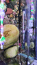創(chuàng  )寧魚(yú)缸加熱棒450W適合200-300L水量雙控溫自動(dòng)恒溫加溫棒石英加熱器 曬單實(shí)拍圖
