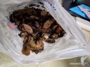 鮮馳生蠔山東日照特大金蠔干曬蠔干海蠣干牡蠣干蠔豉干海鮮干貨生蠔肉 大號蠔干500克凈重約220-240/個 曬單實拍圖