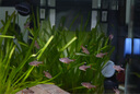 AMTRA TECHNIK安彩魚缸內(nèi)置過(guò)濾器小魚缸凈化循環(huán)低水位過(guò)濾器 靜音三角過(guò)濾器300 曬單實(shí)拍圖