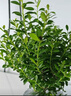 八芽 小葉赤楠盆景擺件室內(nèi)綠植花卉盆栽老樁客廳辦公室桌面好養(yǎng)植物 （【熱銷款】舍得紫砂盆赤楠+苔蘚+底座） 曬單實(shí)拍圖