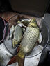 龍王恨魚(yú)餌藍鯽青春版腥香餌料江河黑坑野釣鯽鯉草鳊魚(yú)魚(yú)食小肽蛋白餌料 曬單實(shí)拍圖