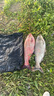 夢(mèng)達釣魚(yú)王特霧鰱二代浮釣鰱鳙餌料特務(wù)手竿野釣專(zhuān)用鰱魚(yú)花白鰱大物 特霧鰱精制版1包 曬單實(shí)拍圖