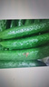 新鮮黃瓜現(xiàn)摘現(xiàn)發(fā)新鮮蔬菜生鮮可生吃炒菜非水果黃瓜 囤貨裝 5斤 凈重 曬單實拍圖