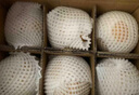 趣嘗鮮 山東新玉蜜梨 凈重4.8斤 單枚280g 新月梨 源頭直發(fā) 一件包郵 曬單實(shí)拍圖