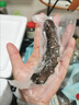 遼參大連有機(jī)冷凍海參1斤10-12只非即食京東自營(yíng)旗艦店獨(dú)立包裝正品 曬單實(shí)拍圖