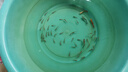 紅綠燈魚(yú)燈科魚(yú)孔雀魚(yú)熱帶觀(guān)賞魚(yú)淡水寶蓮燈魚(yú)活體斑馬魚(yú)群游魚(yú) 2-2.5cm 紅綠燈30條+5備損 曬單實(shí)拍圖