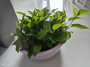 綠有意綠蘿盆栽除甲醛室內(nèi)好養(yǎng)花卉植物綠蘿批發(fā)辦公室新房裝修凈化空氣 110#原盆儲水盆10盆裝+4肥 帶盆帶土發(fā)貨 曬單實拍圖