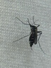 喬丹運(yùn)動(dòng)鞋女輕便跑步鞋減震舒適經(jīng)典潮流休閑鞋子2025新款軟底慢跑鞋 曬單實(shí)拍圖