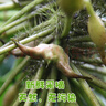 藕荷泥（OUHENI）現摘洪湖新鮮菱角老菱角黑菱角青菱角米新鮮粉糯湖北特產(chǎn)生鮮棱角 洪湖老菱角5斤 順豐快遞 曬單實(shí)拍圖