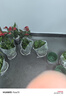 雙盟綠蘿盆栽除甲醛花卉綠植辦公室180款加侖自吸水盆8盆裝源頭直發(fā) 曬單實(shí)拍圖