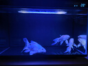 純種臺灣蝴蝶鯉魚(yú)好養耐活淡水冷水觀(guān)賞魚(yú)金魚(yú)錦鯉大尾大鰭活體 精品貴妃白普身【12-15厘米1條 曬單實(shí)拍圖