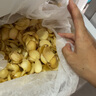 水果蔬菜百合新鮮25年宜興鮮百合食用百合微苦散裝卷丹產(chǎn)地直發(fā) 五斤散裝 3頭 曬單實(shí)拍圖