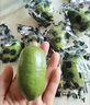 趣嘗鮮 云南香水子彈檸檬6粒裝  單果80-120g 源頭直發(fā) 新鮮水果 曬單實拍圖