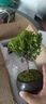八芽 小葉赤楠盆景擺件室內綠植花卉盆栽老樁客廳辦公室桌面好養植物 （【熱銷(xiāo)款】舍得紫砂盆赤楠+苔蘚+底座） 曬單實(shí)拍圖