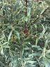 JINYIHOUSE衣柜防潮防霉防蟲(chóng)除味樟腦丸鞋柜除臭芳香白桃烏龍香型48小包裝 曬單實(shí)拍圖