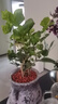 茉莉花苗盆栽帶花苞九里香老樁花卉植物室內(nèi)濃香四季開花好養(yǎng) 大份茉莉花【4-6顆】花苞飽滿 曬單實(shí)拍圖