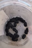 優(yōu)卓特級桑葚干黑桑椹新鮮正宗新疆精選大果即食泡茶水酒無沙免洗干吃 【特級黑桑葚】5罐2斤半 新疆大果 曬單實拍圖