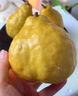 澤鮮達(dá)山東煙臺(tái)中華丑梨香甜軟糯新鮮水果禮盒梨子當(dāng)季整箱孕婦水果 1斤品質(zhì)裝 曬單實(shí)拍圖