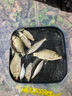 西部風(fēng)老壇湖庫鯉草青魚夏季野釣大物魚餌料 甜薯果酸純玉米800克*1包 曬單實拍圖
