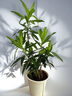 正宗金心百合竹真花真綠植室內(nèi)四季植物懶人容易養(yǎng)活美觀陽臺客廳 金心百合竹10cm小苗 曬單實(shí)拍圖