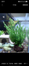 瘋狂水草魚(yú)缸真水草植物火山石魚(yú)缸裝飾造景全套30-40cm缸源頭直發(fā)包郵a 曬單實(shí)拍圖