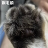 先鋒（SINGFUN）貓咪狗狗電動寵物理發(fā)器專用剪毛電動器剃毛器貓腳狗剃毛修剪器神器電推剪電動推子推毛器 香芋紫【全寵通用】LED燈剃腳毛器 曬單實拍圖
