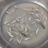 草魚魚苗活體淡水養(yǎng)殖食用吃草皖半斤一斤魚苗批發(fā)活體脆皖魚草混子 可吃草8-10cm草魚苗100條（加送10%路損） 曬單實(shí)拍圖