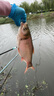 一味VIX魚(yú)竿化氏超輕超硬鰱鳙釣魚(yú)竿手竿臺(tái)釣竿野釣魚(yú)桿手桿 6.3m 【現(xiàn)貨】冰藍(lán)粉VIX 曬單實(shí)拍圖