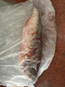 鮮活鱸魚(yú)400-500g/條 曬單實(shí)拍圖