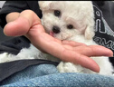 寵邁鑫純種比熊幼犬小型小體活物卷毛血統比熊犬茶杯寵物狗狗長(cháng)不大可愛(ài) 血統級 比熊 公 曬單實(shí)拍圖