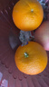 新奇士（Sunkist）澳大利亞藍(lán)標(biāo)早臍橙橙子大果4斤禮盒裝 單果220g+ 新鮮水果禮盒 曬單實拍圖