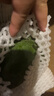 京鮮生 攀枝花凱特芒 凈重8.5斤 帶箱9斤 單果600g+ 生鮮水果 源頭直發(fā) 曬單實(shí)拍圖