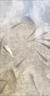特大花鰱魚苗批發(fā)附近本地淡水鰱鳙活體魚苗冷水小魚觀賞魚大頭魚苗 花鰱魚苗5-7厘米30條【送10%防損】 曬單實拍圖
