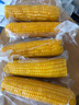 東北黃糯玉米真空包裝速食玉米軟糯香甜代餐小棒140g-180g 5根特惠裝 曬單實(shí)拍圖