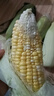 【云南高原玉米】現(xiàn)摘新鮮水果玉米新鮮甜玉米棒生鮮蔬菜可生吃 新鮮水果玉米 4斤 帶箱 300g起 曬單實拍圖