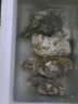 貝司令 鮮活乳山生蠔6XL 凈重4.5斤 6-8只 生鮮海鮮貝類 源頭直發(fā) 曬單實拍圖