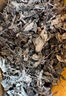 頌坤堂胖東來(lái)品質(zhì)溪黃茶溪黃草茶 廣西巴馬茶廣西巴山里藤茶長(cháng)壽茶 老溪黃茶500g 曬單實(shí)拍圖