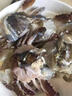 鮮優(yōu)虹海螃蟹舟山梭子蟹新鮮超低溫冷凍大海蟹海鮮水產(chǎn)白蟹飛蟹公蟹母蟹 4-6兩/只 精品母蟹（4-6兩/只）*3斤 曬單實(shí)拍圖