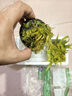 瘋狂水草（FKSC）魚(yú)缸水草真水草凈化底部水草坨草水榕皇冠草趴地矮珍珠直接入缸 趴地矮珍珠坨草【帶水草泥】 曬單實(shí)拍圖