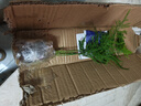 文竹盆栽室內(nèi)客廳植物花卉辦公室綠植桌面凈化空氣創(chuàng)意小盆景原盆 精選小文竹【15-22cm高】1盆+育苗盤 曬單實(shí)拍圖