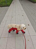 MIKI PAD狗狗衣服小型犬寵物狗鞋狗狗腳套外出防臟褲四腳衣雪納瑞貓咪衣服 復(fù)古紅 S背長(zhǎng)30cm【建議6-10斤】 曬單實(shí)拍圖