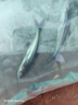 寵以沫藍鯊觀賞魚熱帶魚群游魚清潔魚大型魚龍魚配魚淡水白化鯊魚 藍鯊8-14公分2條 曬單實拍圖