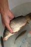 沃鼎王者神劍三代釣魚竿輕量大物竿鰱鳙巨物竿超硬超輕魚桿手竿臺(tái)釣竿 7.2m 3代輕量大物【性能野獸】 曬單實(shí)拍圖