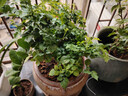 耐寒凌霄花苗爬藤植物四季開(kāi)花卉大苗綠植盆栽庭院陽(yáng)臺炮仗花紫藤 橙色凌霄花苗15-20厘米1棵（不含盆） 曬單實(shí)拍圖