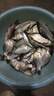 沃鼎王朝夜光漂魚(yú)漂咬鉤變色釣魚(yú)浮漂高靈敏日夜兩用電子漂加固夜釣漂 03號（鯽魚(yú)混養）吃鉛：2.1g 咬鉤變色款 曬單實(shí)拍圖