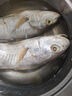 蝦有蝦途大黃魚(yú) 黃姑魚(yú)似黃花魚(yú)新鮮冷凍生鮮水產(chǎn)鮮活冰鮮海魚(yú)3斤凈重 3斤3條大黃姑魚(yú)【蒜瓣肉】 3斤3條大黃姑魚(yú)【蒜瓣肉】 曬單實(shí)拍圖