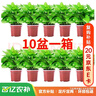 雙盟 綠蘿盆栽除甲醛花卉綠植辦公室新房?jì)艋諝?10款10盆裝源頭直發(fā) 曬單實(shí)拍圖