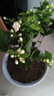 茉莉花苗盆栽帶花苞九里香老樁花卉植物室內濃香四季開(kāi)花好養 大份茉莉花【4-6顆】花苞飽滿(mǎn) 曬單實(shí)拍圖