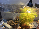 白云金絲魚活體冷水魚小型燈科草缸魚淡水魚新手闖缸魚不加溫新手好養(yǎng)易活 清道夫2條含1條備損 曬單實拍圖